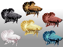 Betta Fish Collections asset store icon